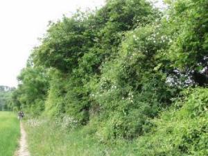 hedgerow